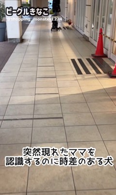 ママが現れた時のきなこちゃん