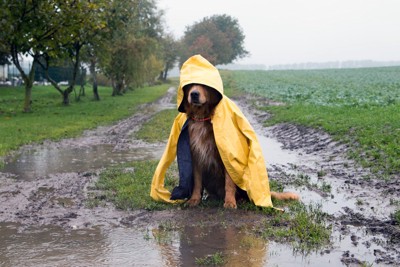 雨の中レインコートをかぶって座り込む犬