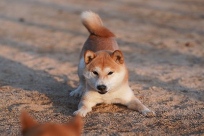遊びに誘う柴犬