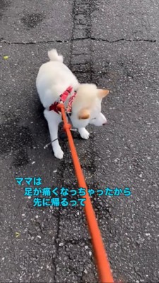 地面に踏ん張る柴犬