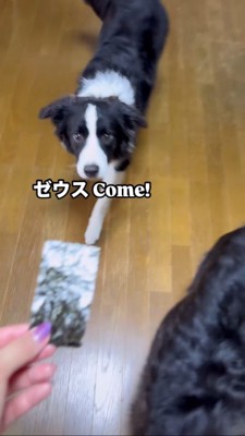 海苔をみつめるボーダーコリー