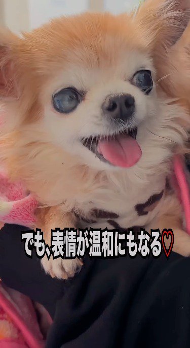 笑顔で舌を出す犬