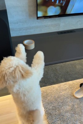 ガムテープを取りたいぬい君