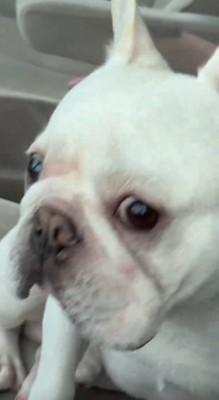 窓の外に視線を移す犬