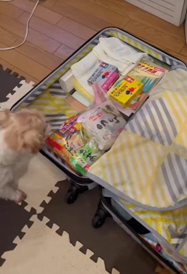 荷造り中にサフランちゃんが登場