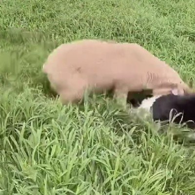 わかばちゃんに突進！！