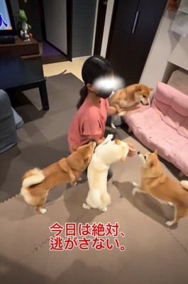 女の子の周りに集まる犬3