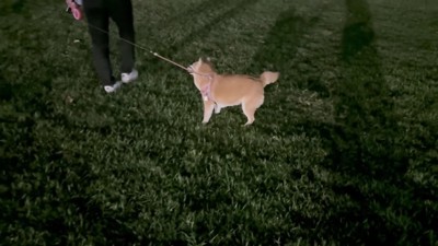 3日ぶりのパパとのお散歩