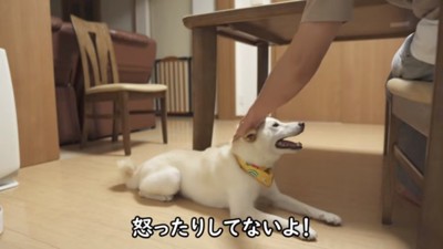 ノンくんをなでるパパ