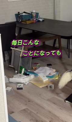 いたずらは毎日続いた