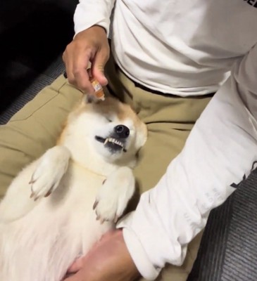 目薬を差される犬