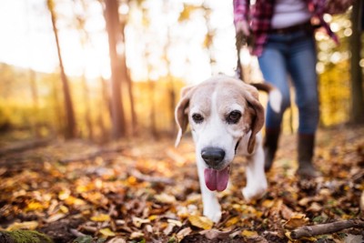 楽しそうな表情で散歩するシニア犬