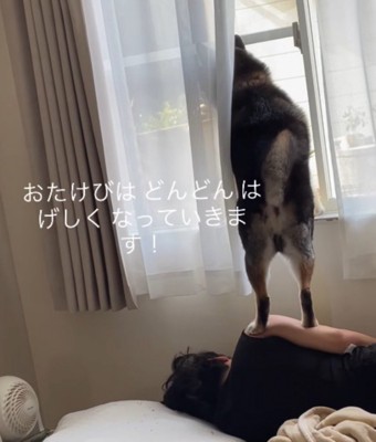 窓から身を乗り出して吠える犬