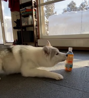 ペットボトルに触れる子犬