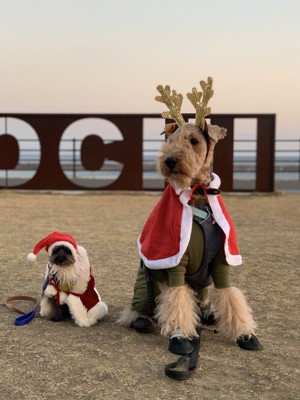 サンタの恰好をしたわんちゃんたち
