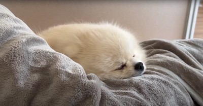 飼い主の膝の上で眠る犬