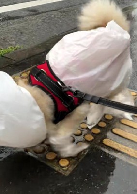 給食当番みたいな姿にホッコリ