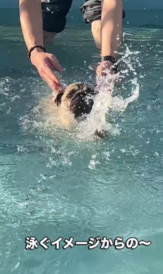 プールに来たぽんずちゃん4