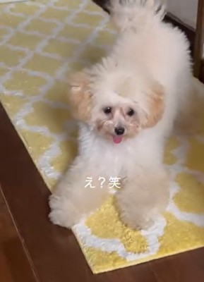 戸惑う飼い主さん