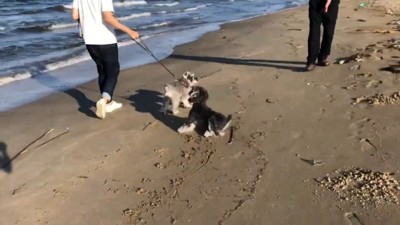 ジジちゃんは必死に抵抗!
