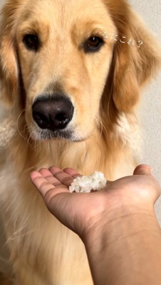 カメラを見つめる犬