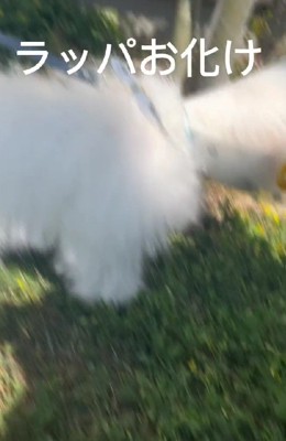 ラッパおばけ
