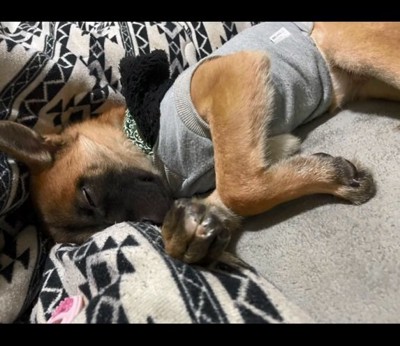 ぐっすり眠るビギーくん