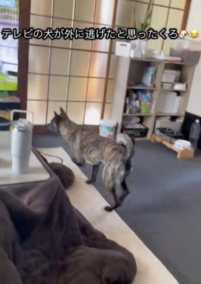 気になる犬が画面に…