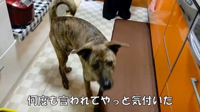 パパが戻ってきた時のりゅうさん9