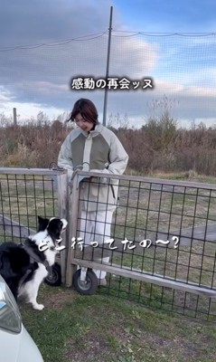 飼い主を出迎える中型犬