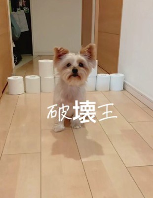 トイレットペーパーチャレンジ