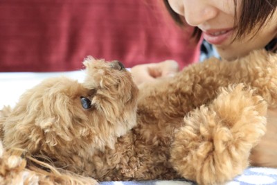 飼い主に顔を寄せる犬