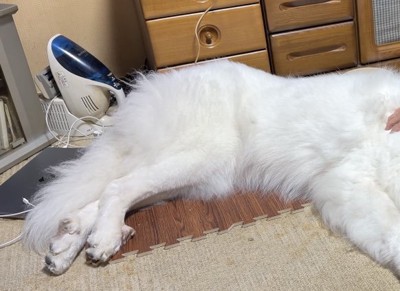 床に寝そべる犬