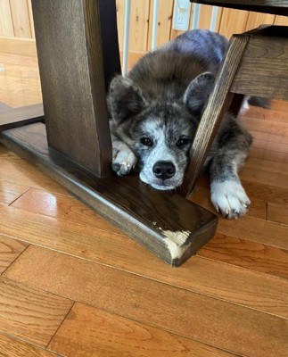 隙間から顔を出すあきちゃん