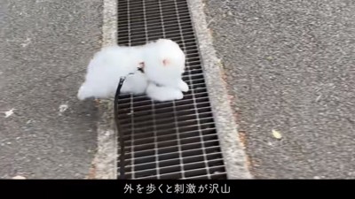 グレーチングを飛び越えるマヨちゃん