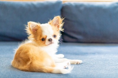 振り返って見つめる子犬