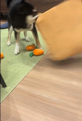 知育おもちゃで遊ぶくろべえ君5