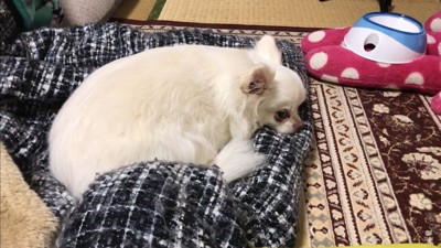 パパが先に寝ようとした時のコハクくん2