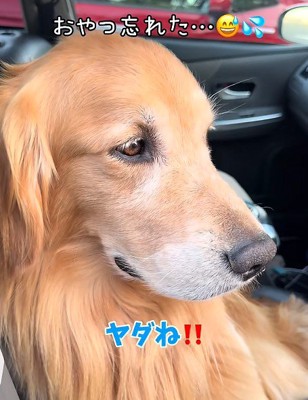 「やだ！」