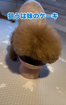 残ったケーキを食べるれおくん