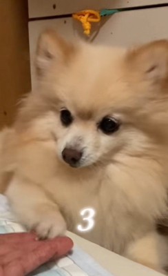 まりもちゃんの変化6