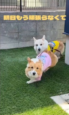 モナちゃん＆ノエルくんの日常2