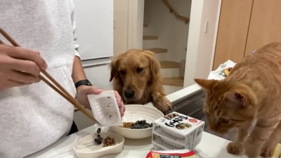 よもぎちゃん&だいず君の納豆への反応3