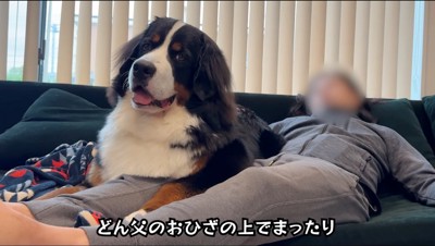 ソファに横になる犬と男性