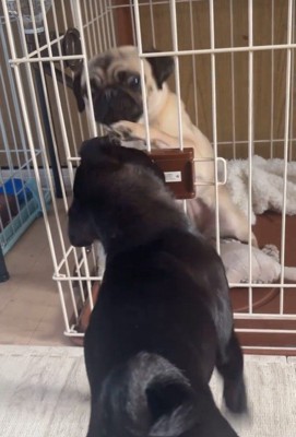 おはぎちゃん&ちまき君の脱走劇6