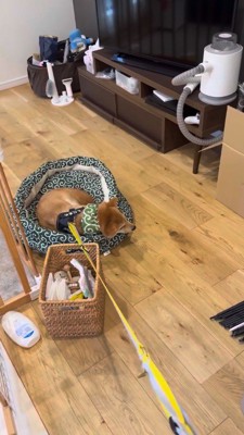 リードに引っ張られて部屋の中を移動する犬