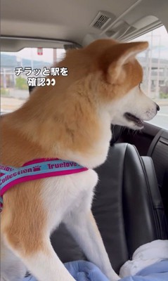 ドライブ中のひなちゃんの変化7