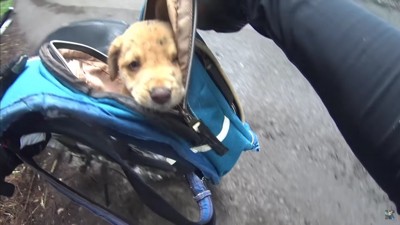 やっぱり見捨てられない…