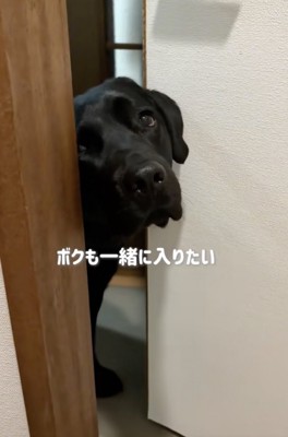 うるうるの瞳で主張