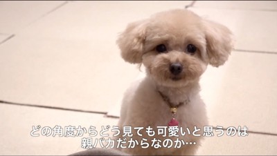 カメラを正面から見つめる犬